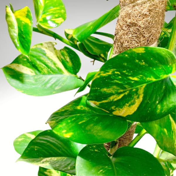 Mature Golden Pothos | Full-Grown Statement Vine