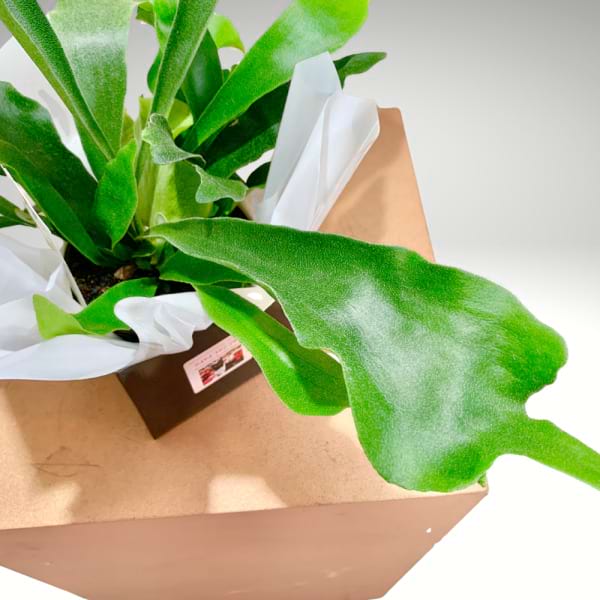 Elkhorn Fern â€“ Staghorn Wall Plant