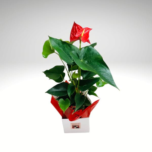 Ruby Anthurium â€“ Vibrant Red Bloom Plant
