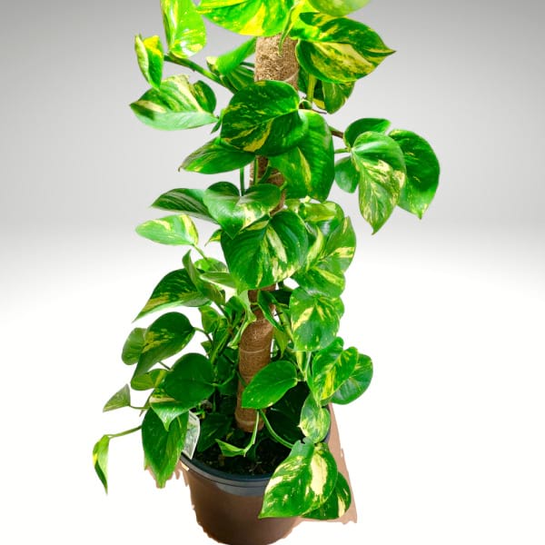 Mature Golden Pothos | Full-Grown Statement Vine