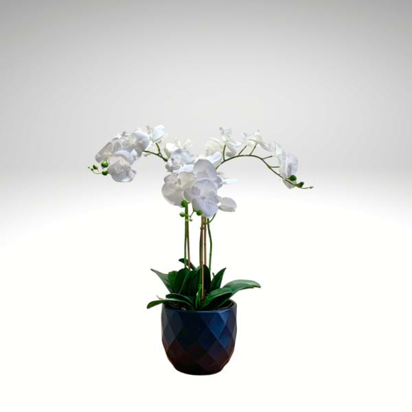 Kyoto Everlasting Orchid