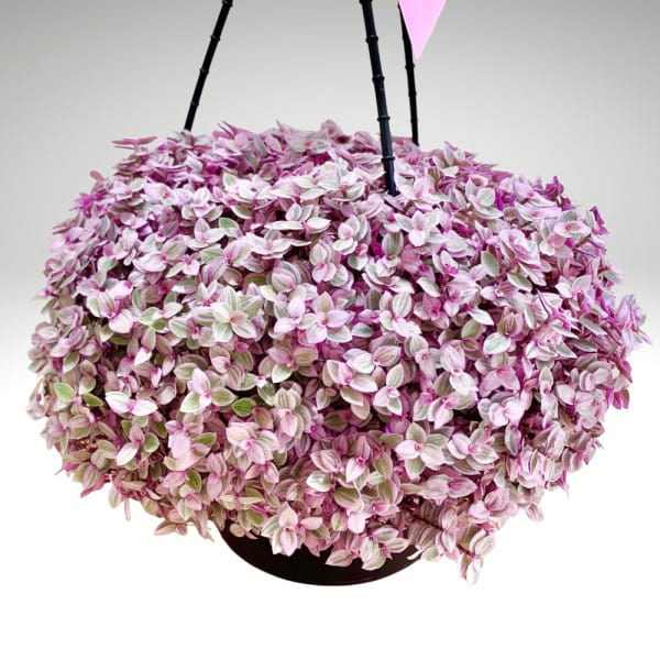 Pink Panther | Trailing Inch Plant