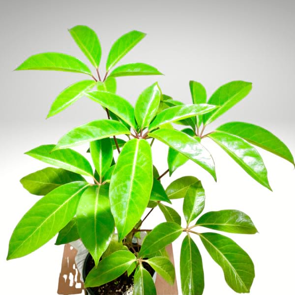 Schefflera Amate â€“ Umbrella Tree
