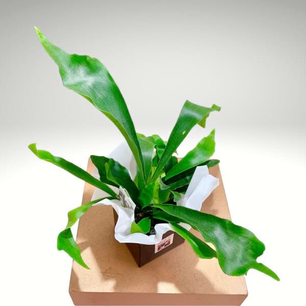 Elkhorn Fern â€“ Staghorn Wall Plant