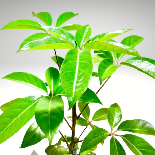 Schefflera Amate â€“ Umbrella Tree