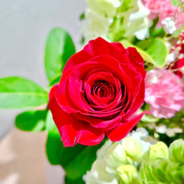 Kyoto Crimson Blush