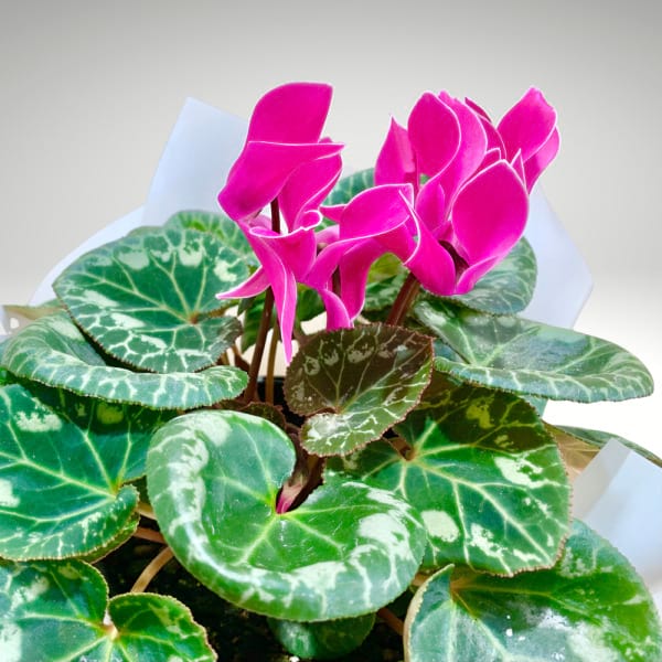 Cyclamen â€“ Butterfly Bloom Plant