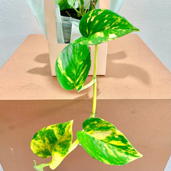 Starter Golden Pothos â€“ Beginner-Friendly Vine