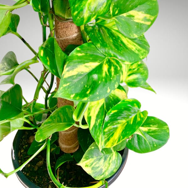 Mature Golden Pothos | Full-Grown Statement Vine