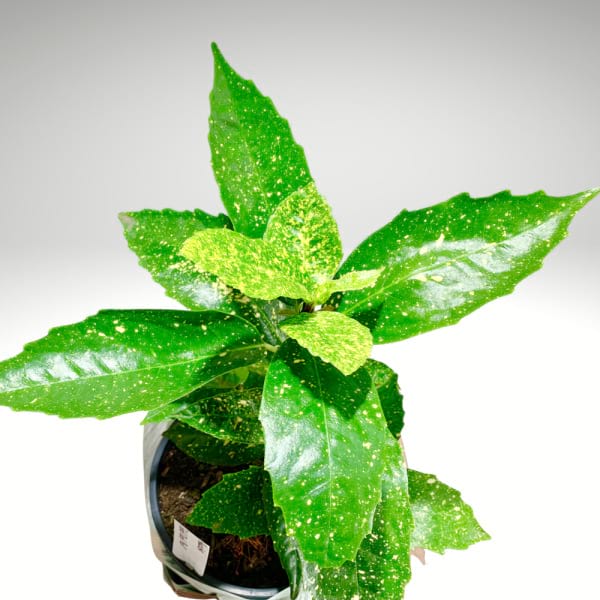 Gold Dust Aucuba â€“ Spotted Laurel Plant
