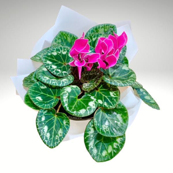Cyclamen â€“ Butterfly Bloom Plant