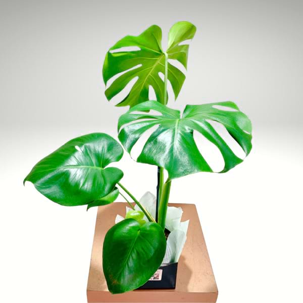 Monstera Deliciosa | Swiss Cheese Plant