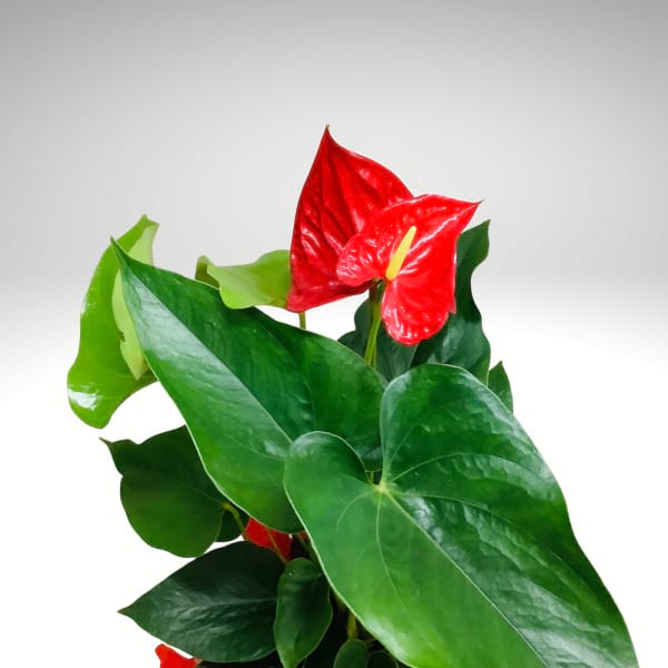 Ruby Anthurium â€“ Vibrant Red Bloom Plant