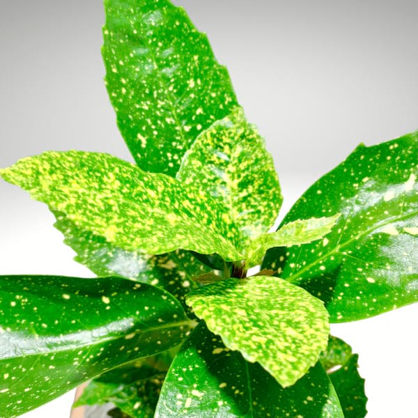 Gold Dust Aucuba â€“ Spotted Laurel Plant