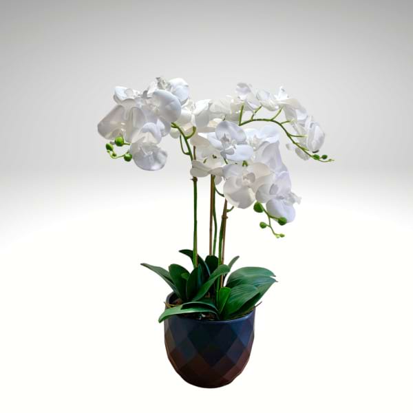 Kyoto Everlasting Orchid