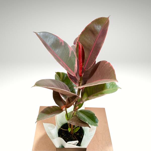 Ficus Decora Rubra â€“ Ruby Rubber Plant