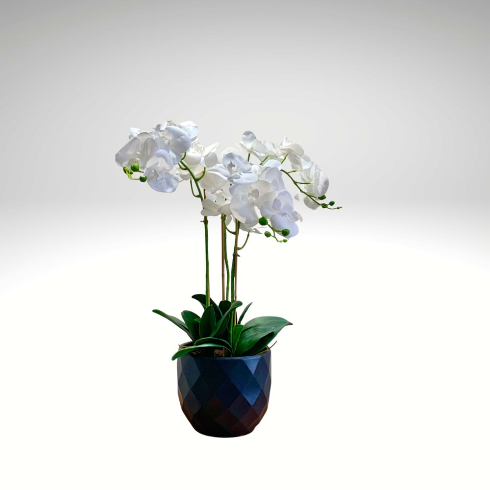 Kyoto Everlasting Orchid