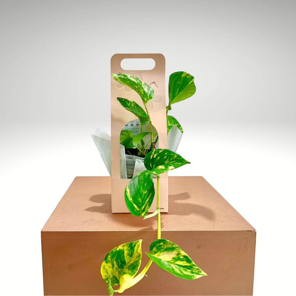 Starter Golden Pothos â€“ Beginner-Friendly Vine