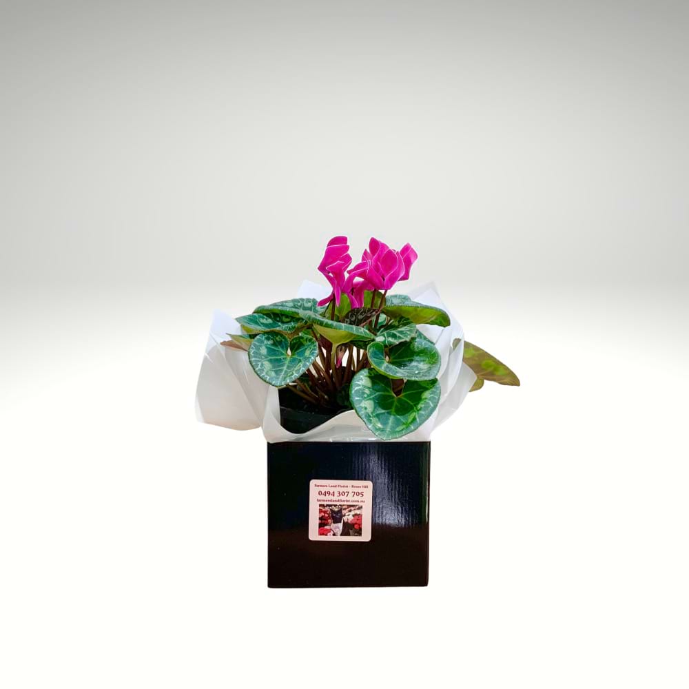 Cyclamen â€“ Butterfly Bloom Plant