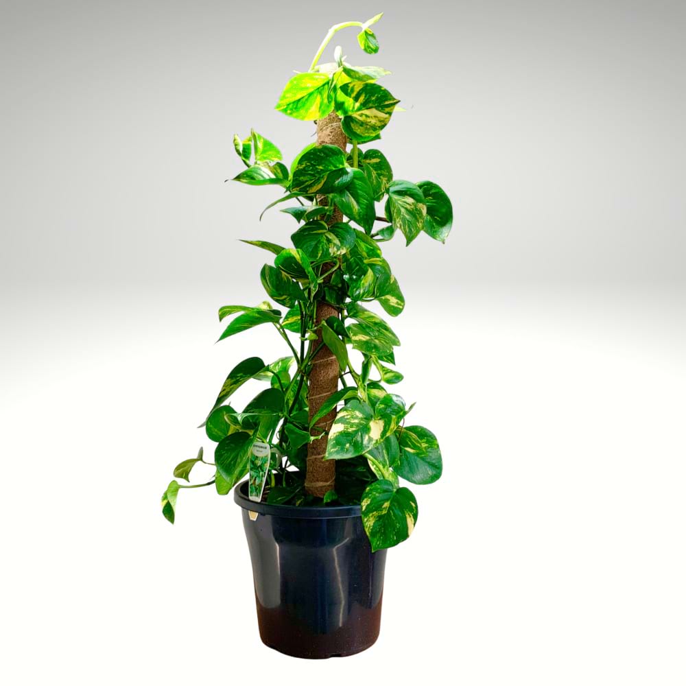 Mature Golden Pothos â€“ Full-Grown Statement Vine