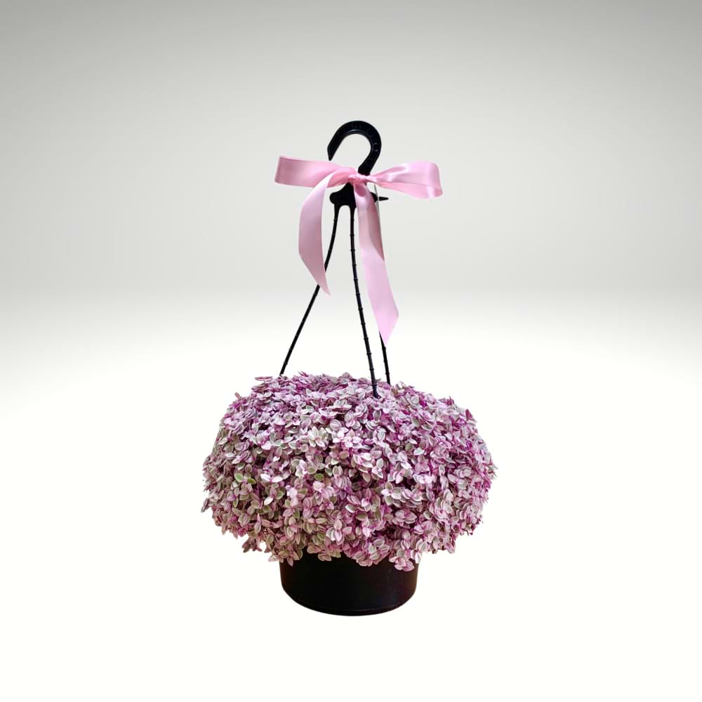 Pink Panther â€“ Trailing Inch Plant