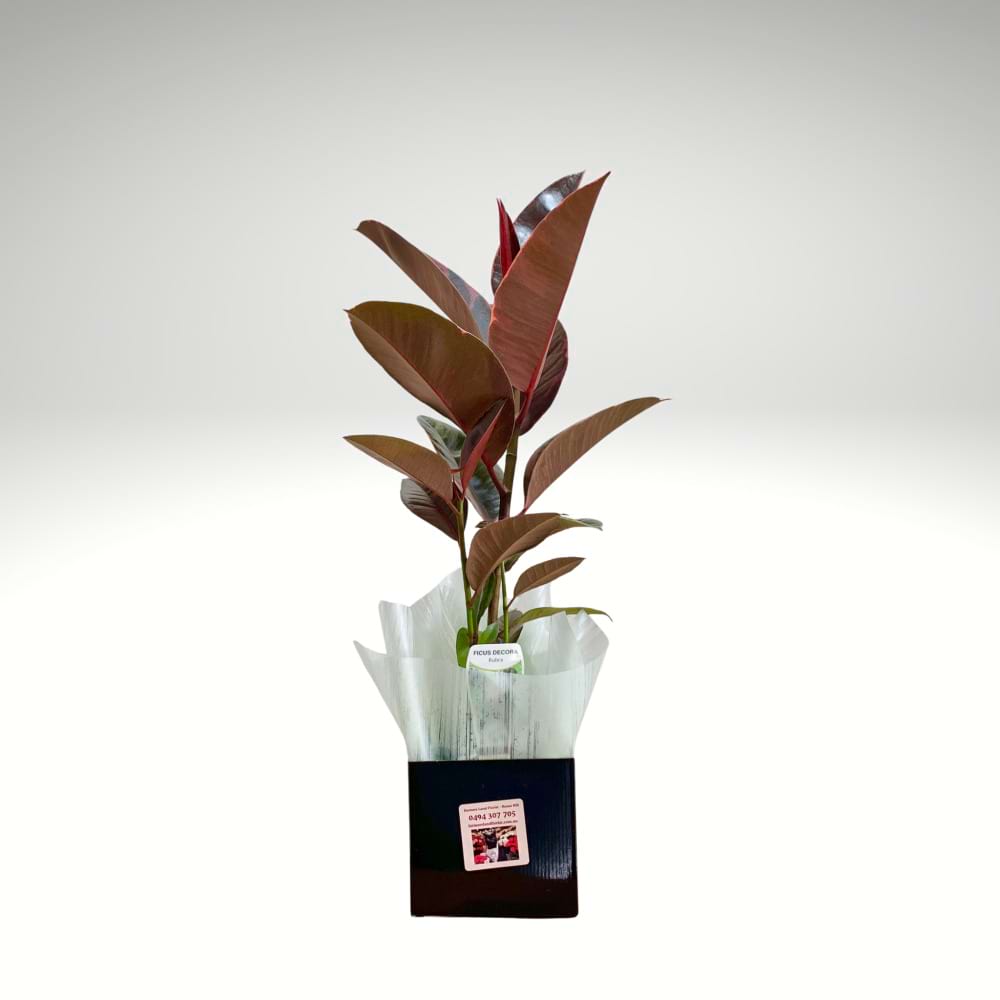 Ficus Decora Rubra â€“ Ruby Rubber Plant
