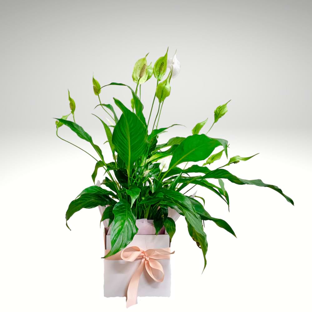 Peace Lily Plant