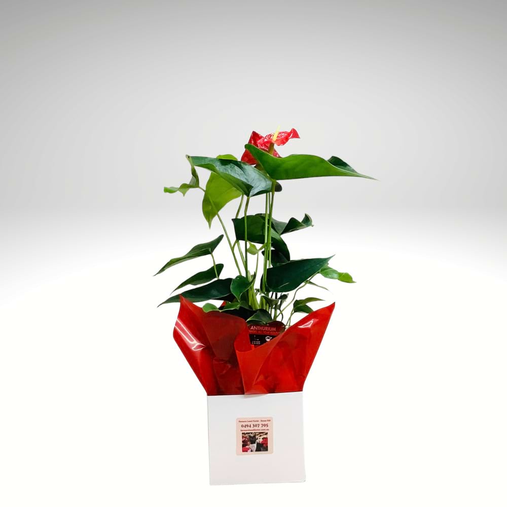 Ruby Anthurium â€“ Vibrant Red Bloom Plant