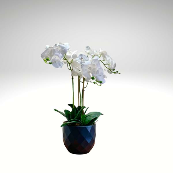Kyoto Everlasting Orchid