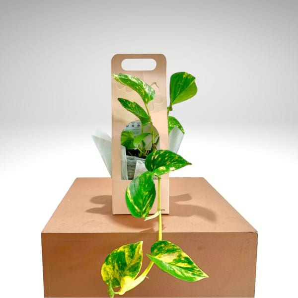 Starter Golden Pothos – Beginner-Friendly Vine