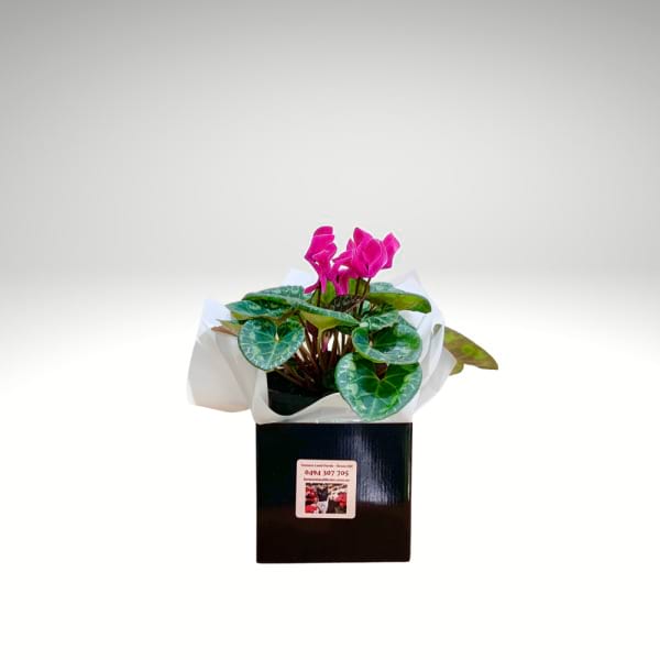 Cyclamen – Butterfly Bloom Plant