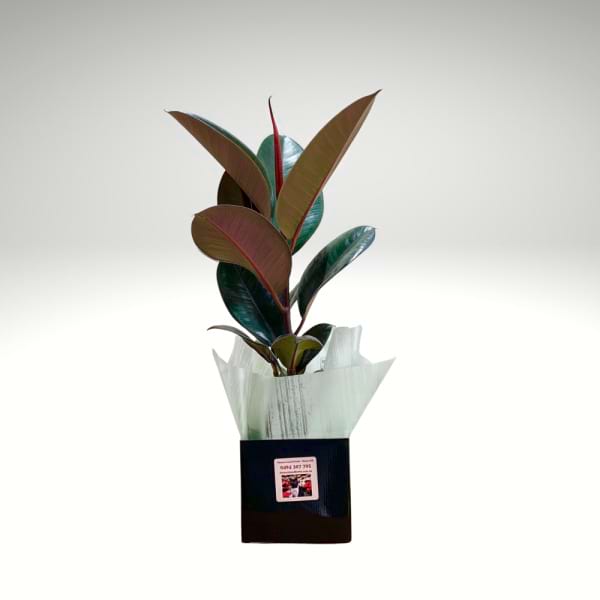 Ficus Elastica Burgundy – Burgundy Rubber Tree