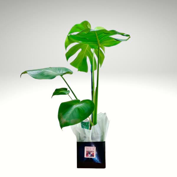 Monstera Deliciosa | Swiss Cheese Plant