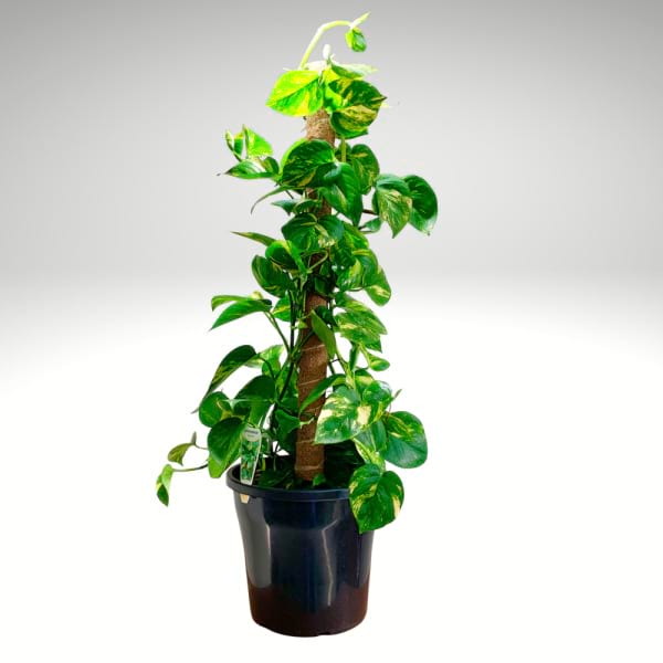 Mature Golden Pothos | Full-Grown Statement Vine