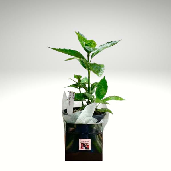 Gold Dust Aucuba – Spotted Laurel Plant