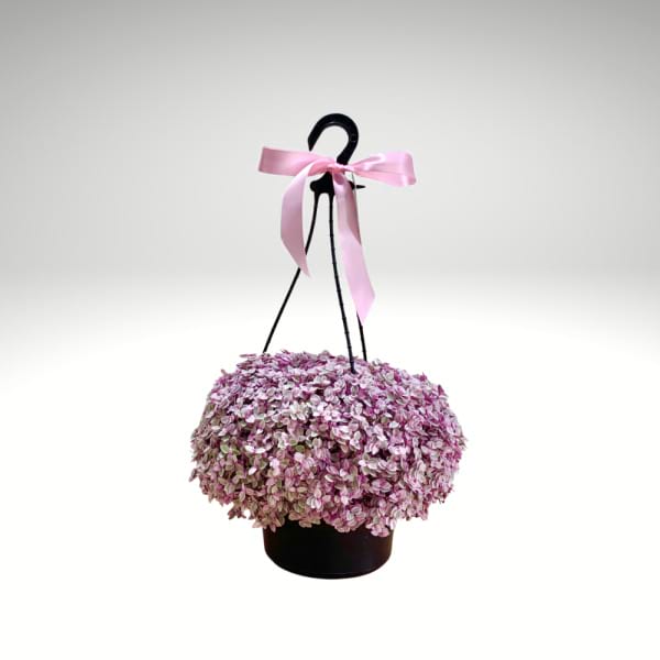 Pink Panther | Trailing Inch Plant