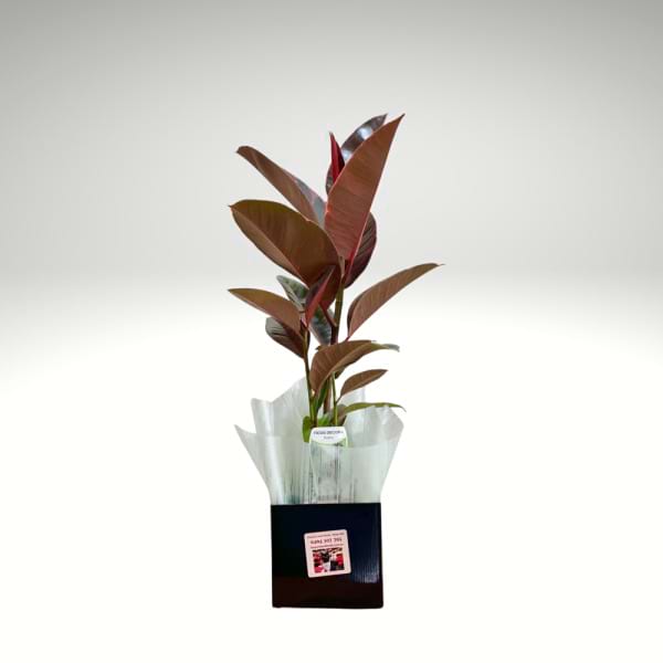 Ficus Decora Rubra – Ruby Rubber Plant