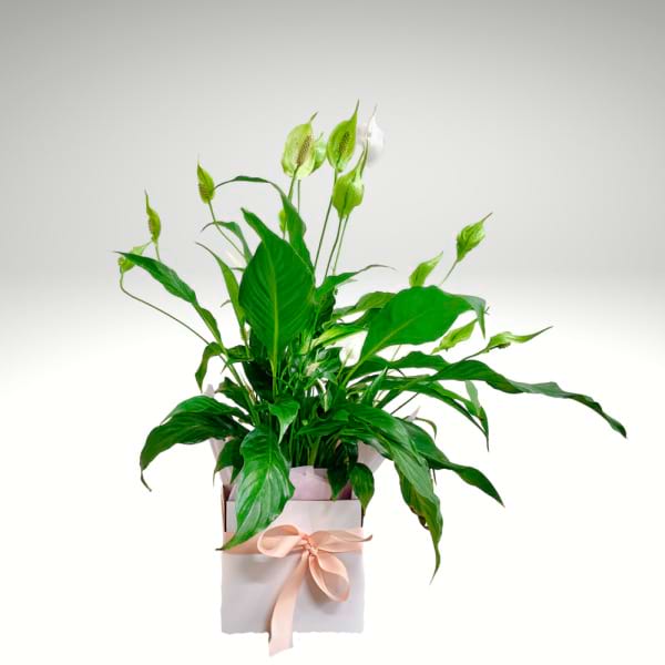 Peace Lily Plant