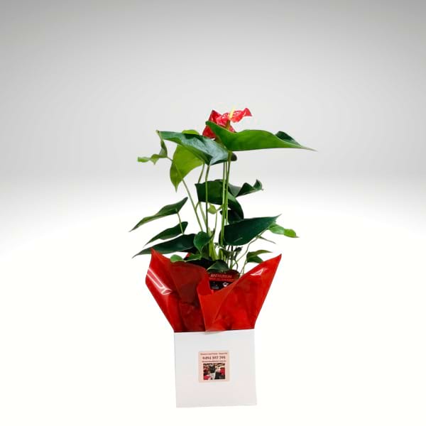 Ruby Anthurium – Vibrant Red Bloom Plant