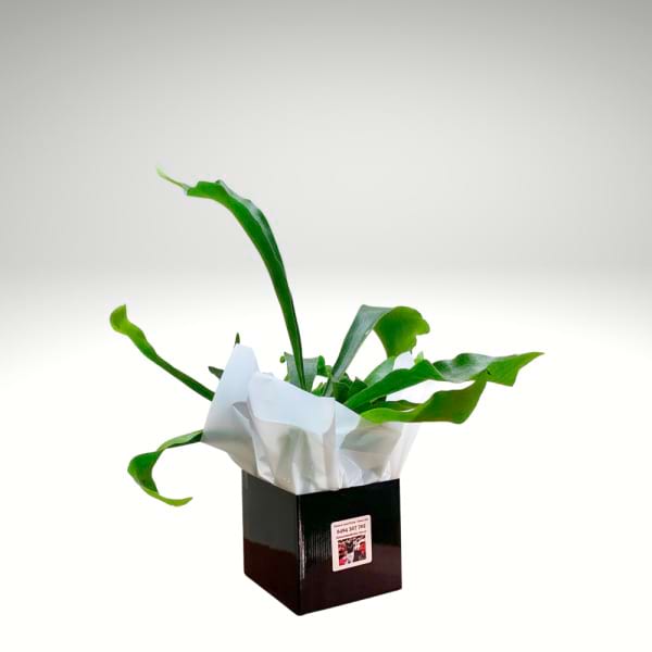 Elkhorn Fern – Staghorn Wall Plant