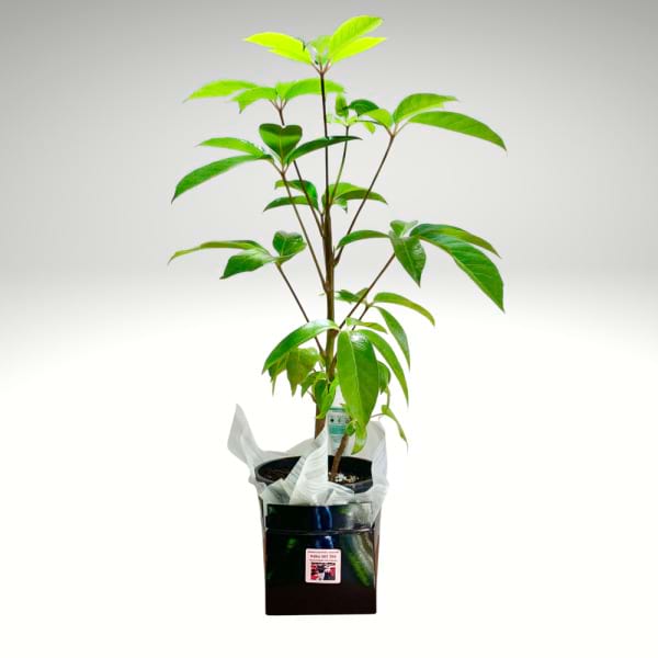 Schefflera Amate – Umbrella Tree